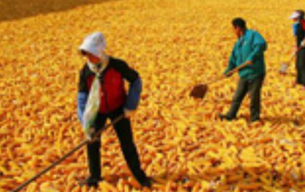 產(chǎn)能、庫存、政策均有底 我國糧食安全有保障